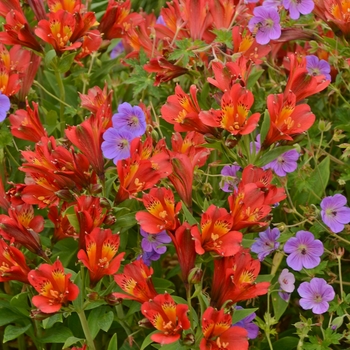 Alstroemeria 'Inca Joli™'