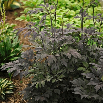 Actaea 'Chocoholic'