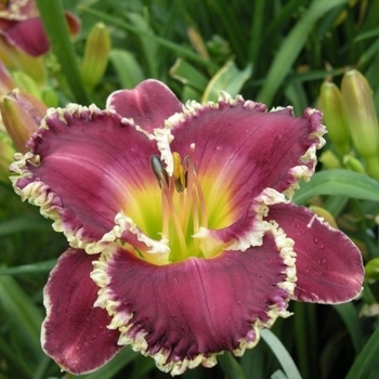 Hemerocallis 'Bettylen' 