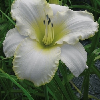 Hemerocallis 'Blizzard Bay' 