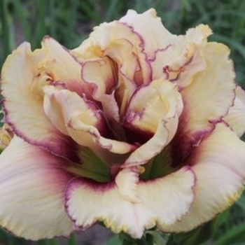 Hemerocallis 'Crinkled Fantasy' 