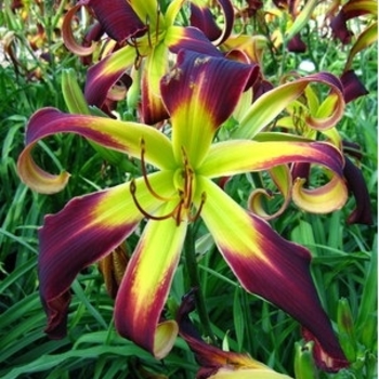 Hemerocallis 'Helix' 