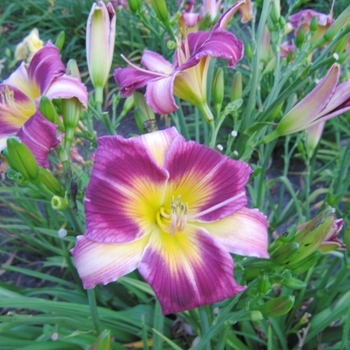 Hemerocallis 'Magic Dancer' 