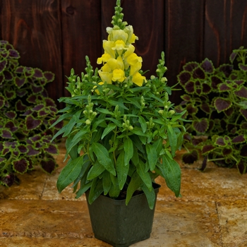 Antirrhinum Candy Tops 'Yellow'