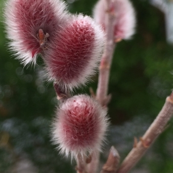 Salix chaenomeloides 'Mt. Asama' 