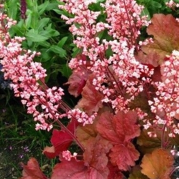 Heuchera 'Pink Pearls' 