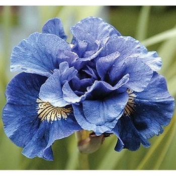 Iris sibirica 'Concord Crush' 