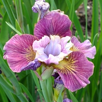 Iris sibirica 'Painted Woman™' 