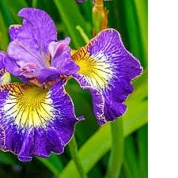 Iris sibirica 'How Audacious' 