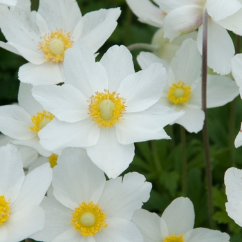 Anemone sylvestris 'Madonna' 