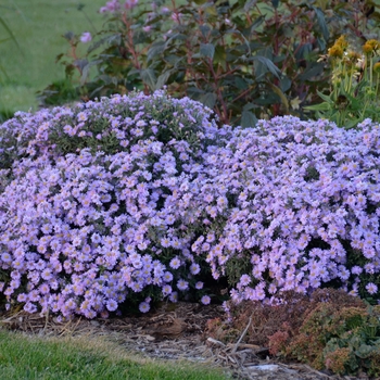 Aster Kickin® 'Lavender'