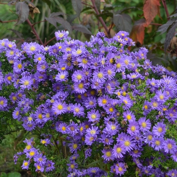 Aster 'Lilac Blue' 