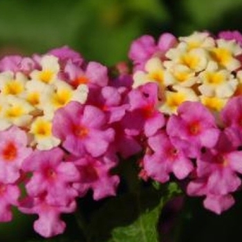 Lantana camara 'Pink Huff' PP25504