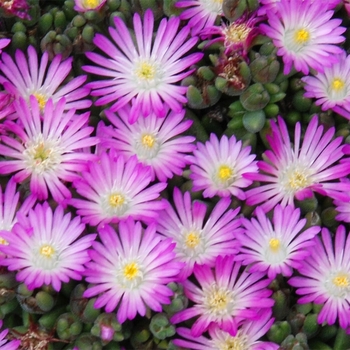 Delosperma 'Fig Fusion' 