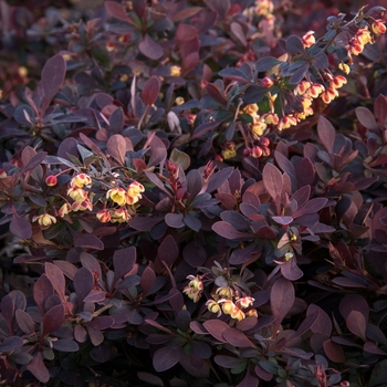 Berberis thunbergii 'Lava Nugget™' SMBTM PPAF