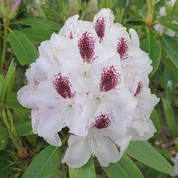 Rhododendron 'Calsap' 