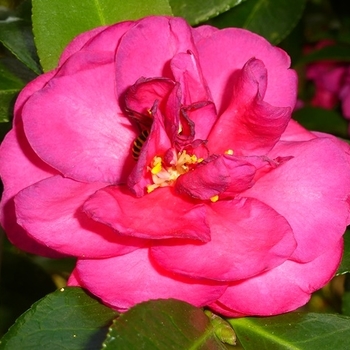 Camellia sasanqua 'Dazzler' 