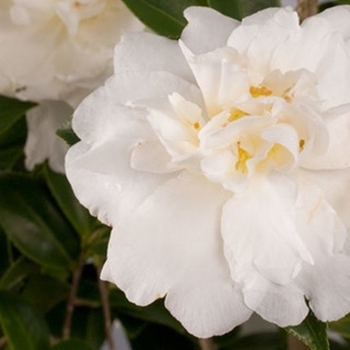 Camellia sasanqua 'White Christmas' 