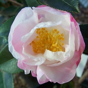 Camellia sasanqua 'Northern Lights' 