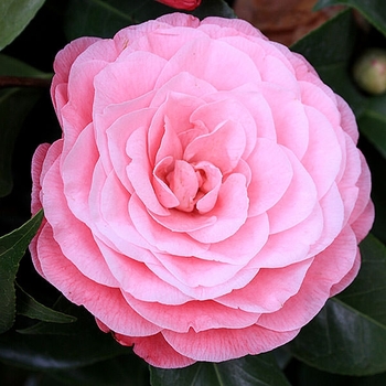 Camellia japonica 'Nuccio's Cameo' 