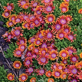 Delosperma 'Fire Spinner®' P001S