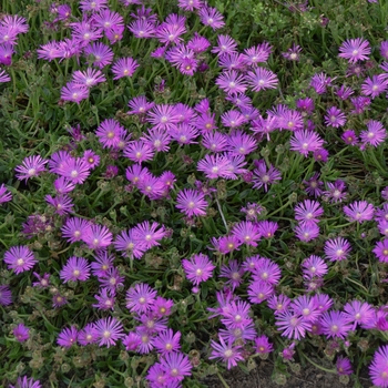 Delosperma cooperi Table Mountain™ 'John Proffitt'