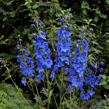 Delphinium x belladonna 'Blue Donna' 