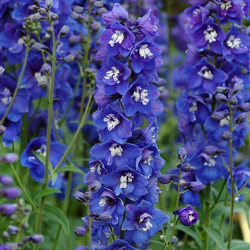 Delphinium elatum 'Dasante Blue' 