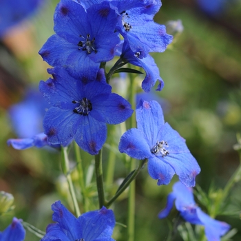 Delphinium grandiflorum 'Diamond Blue'