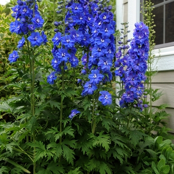 Delphinium elatum 'Guardian Blue' 