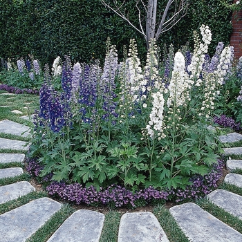 Delphinium elatum 'Guardian Mix' 