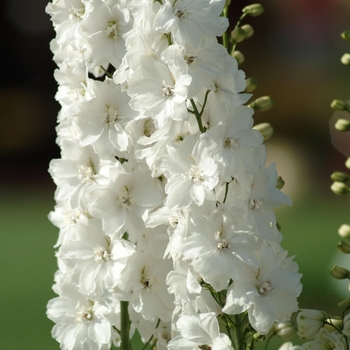 Delphinium elatum 'Guardian White' 