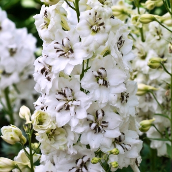 Delphinium elatum 'Black Eyed Angels' 