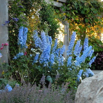 Delphinium elatum 'Blue Lace' 