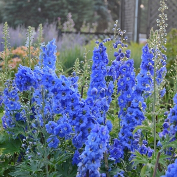 Delphinium elatum 'Cobalt Blue' 