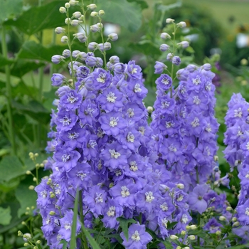 Delphinium elatum 'Dwarf Stars' 