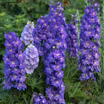 Delphinium elatum 'Stars' 