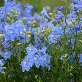 Delphinium grandiflorum 'Summer Blues'