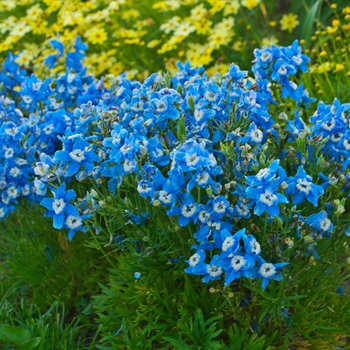 Delphinium grandiflorum 'Summer Clouds' 