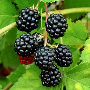 Rubus 'Sweetie Pie' 
