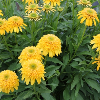 Echinacea 'Yellow' 