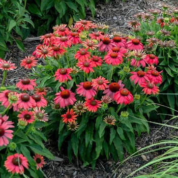 Echinacea Lakota™ 'Fire'