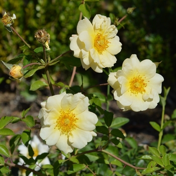 Rosa 'Republic of Texas' 