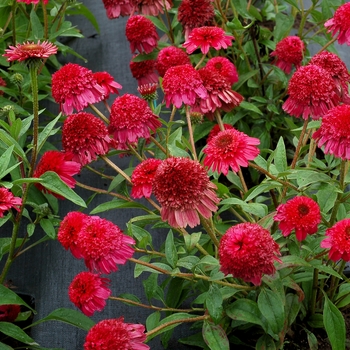 Echinacea 'Paso Doble™ Fuchsia'