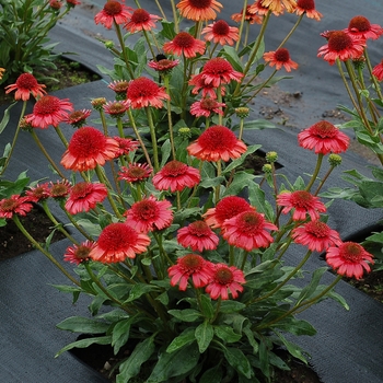 Echinacea 'Cinnamon' 