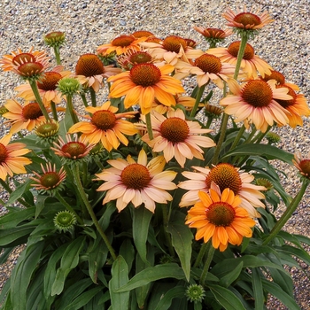 Echinacea Prima™ 'Ginger'