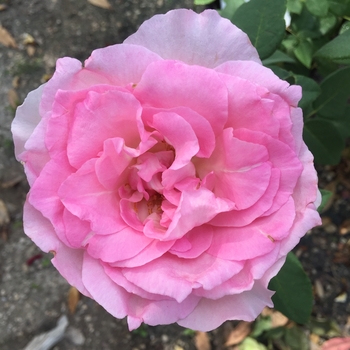 Rosa 'Beverly™' KORpauvio