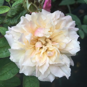 Rosa 'Mrs. Dudley Cross' 