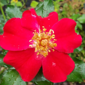 Rosa 'Fires of Alamo' 