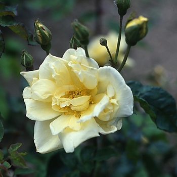 Rosa 'Francesca' 